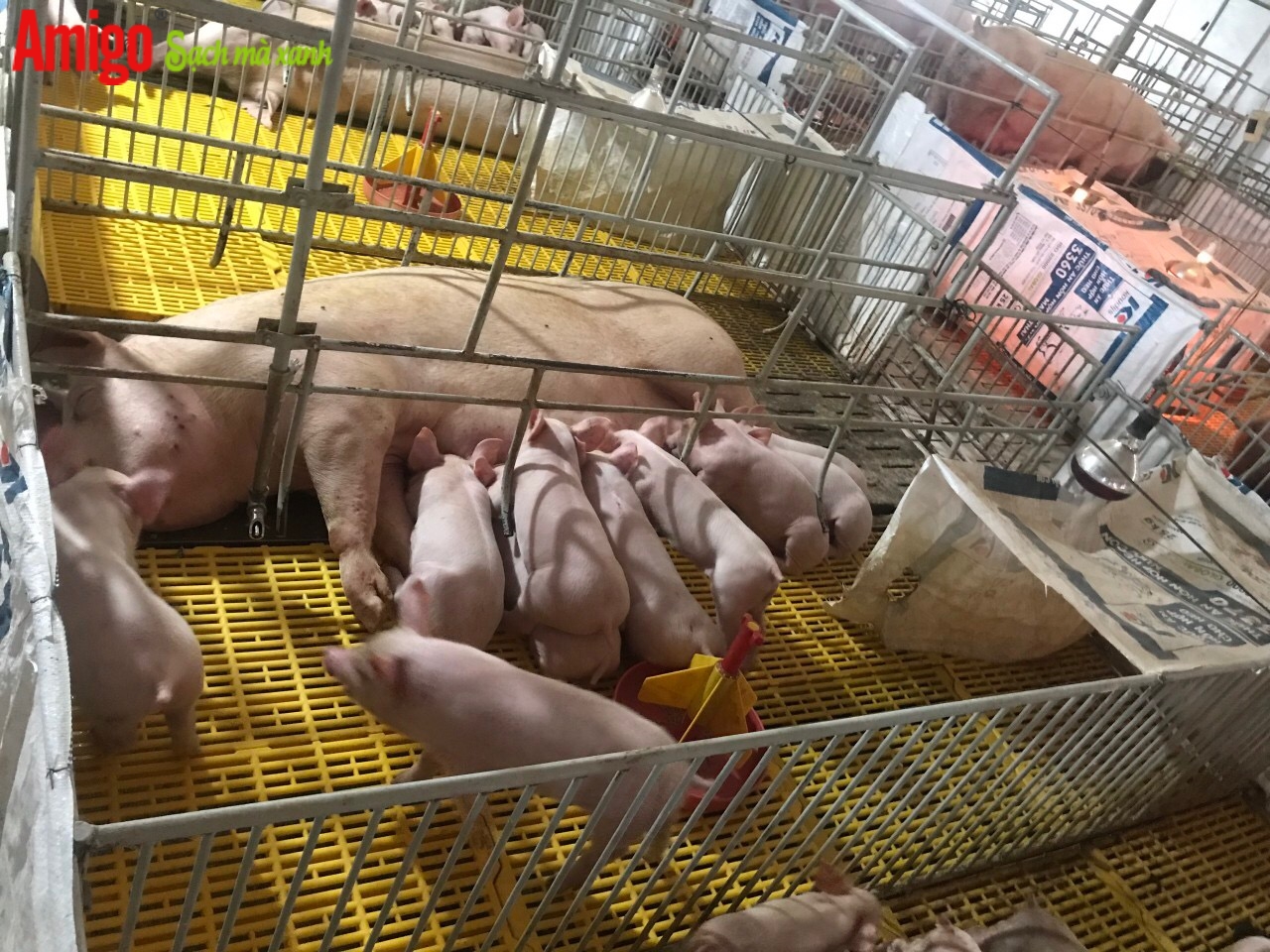 Giải pháp vệ sinh máng heo, vệ sinh sàn chuồng cho heo để phòng dịch tả lợn Châu Phi